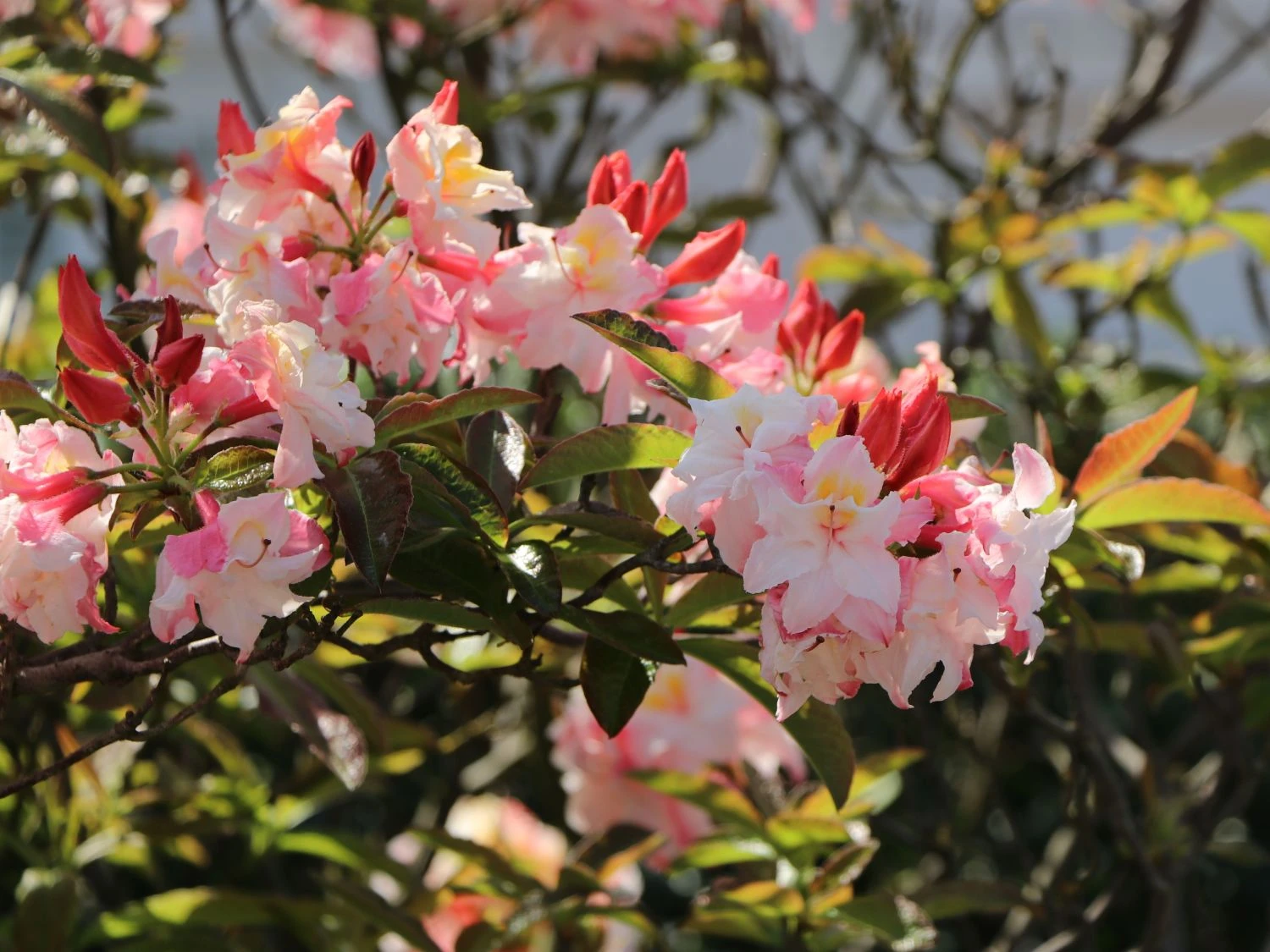 Laubabwerfende Azalee 'Jack A. Sand' 8 Laubabwerfende Azalee 'Jack A. Sand' – Bild 6