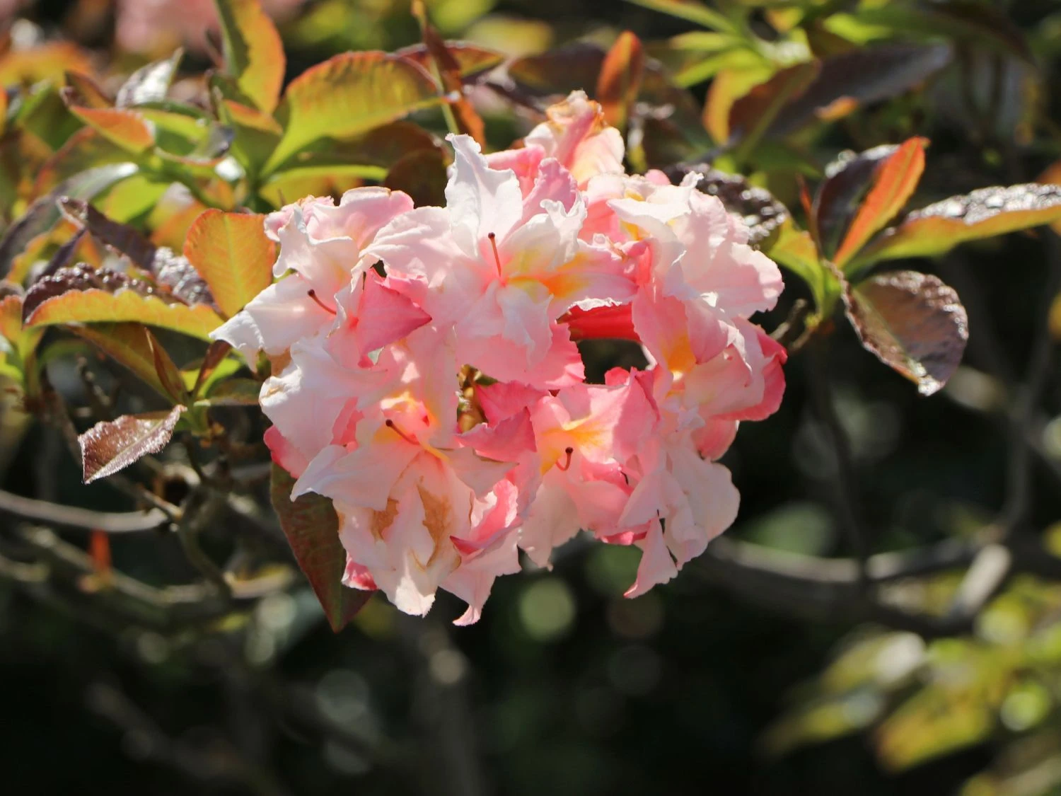 Laubabwerfende Azalee 'Jack A. Sand' 10 Laubabwerfende Azalee 'Jack A. Sand' – Bild 8