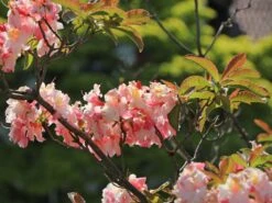 Laubabwerfende Azalee 'Jack A. Sand' 14 Laubabwerfende Azalee 'Jack A. Sand' -Günstiges Erd Seele Geschäft laubabwerfende azalee jack a sand m003334 w 8