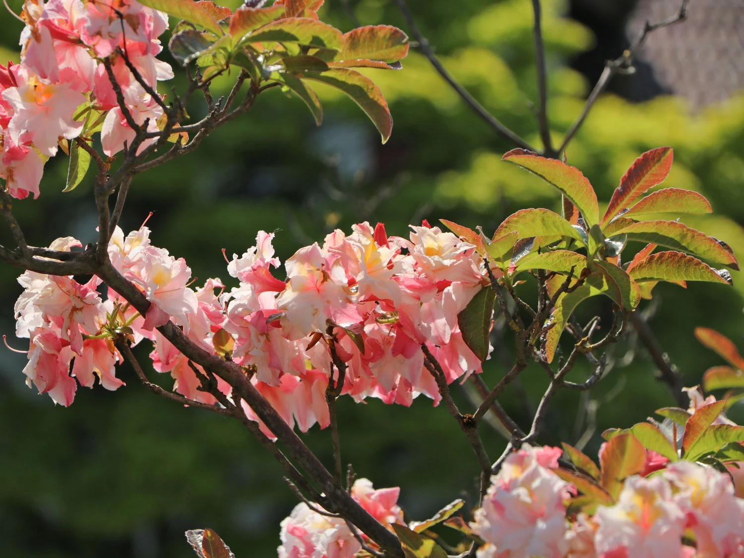 Laubabwerfende Azalee 'Jack A. Sand' 4 Laubabwerfende Azalee 'Jack A. Sand' – Bild 2