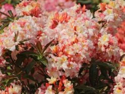 Laubabwerfende Azalee 'Jack A. Sand' 15 Laubabwerfende Azalee 'Jack A. Sand' -Günstiges Erd Seele Geschäft laubabwerfende azalee jack a sand m003334 w 9