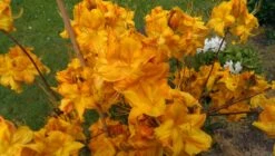 Laubabwerfende Azalee 'Klondyke' -Günstiges Erd Seele Geschäft laubabwerfende azalee klondyke m005036 378129 0