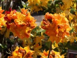 Laubabwerfende Azalee 'Klondyke' -Günstiges Erd Seele Geschäft laubabwerfende azalee klondyke m005036 w 0