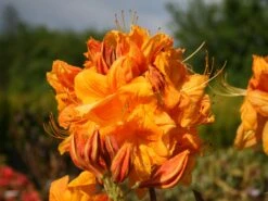 Laubabwerfende Azalee 'Klondyke' -Günstiges Erd Seele Geschäft laubabwerfende azalee klondyke m005036 w 1