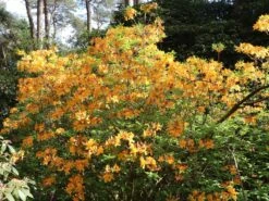 Laubabwerfende Azalee 'Klondyke' -Günstiges Erd Seele Geschäft laubabwerfende azalee klondyke m005036 w 2