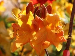 Laubabwerfende Azalee 'Klondyke' -Günstiges Erd Seele Geschäft laubabwerfende azalee klondyke m005036 w 3