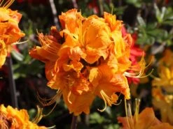 Laubabwerfende Azalee 'Klondyke' -Günstiges Erd Seele Geschäft laubabwerfende azalee klondyke m005036 w 4