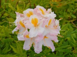 Laubabwerfende Azalee 'Möwe'