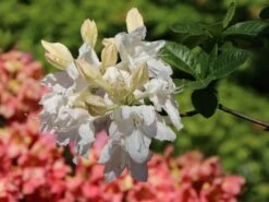 Laubabwerfende Azalee 'Oxydol' 11 Laubabwerfende Azalee 'Oxydol' -Günstiges Erd Seele Geschäft laubabwerfende azalee oxydol m006884 w 0