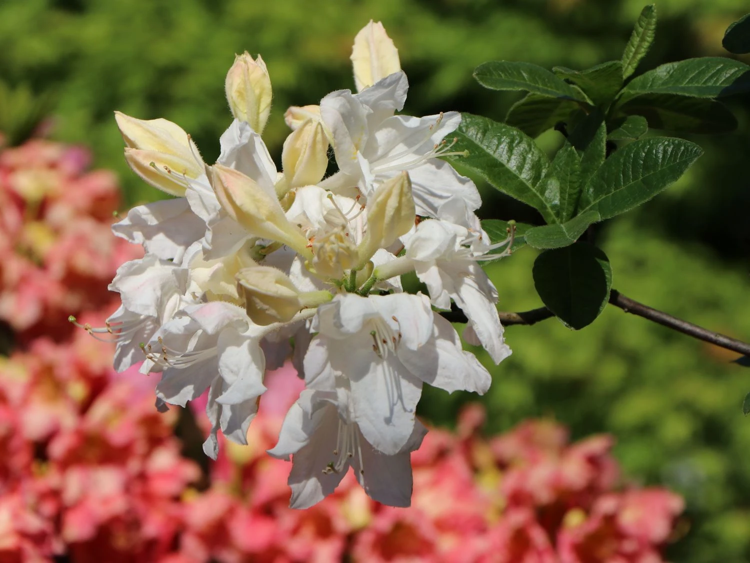 Laubabwerfende Azalee 'Oxydol' 6 Laubabwerfende Azalee 'Oxydol' – Bild 4