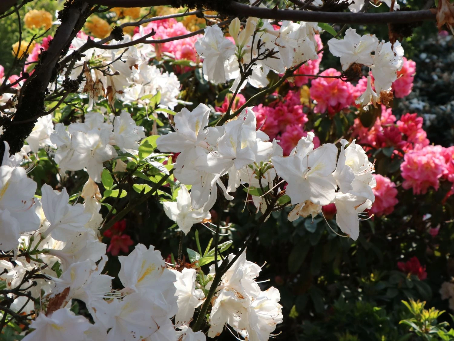 Laubabwerfende Azalee 'Oxydol' 7 Laubabwerfende Azalee 'Oxydol' – Bild 5