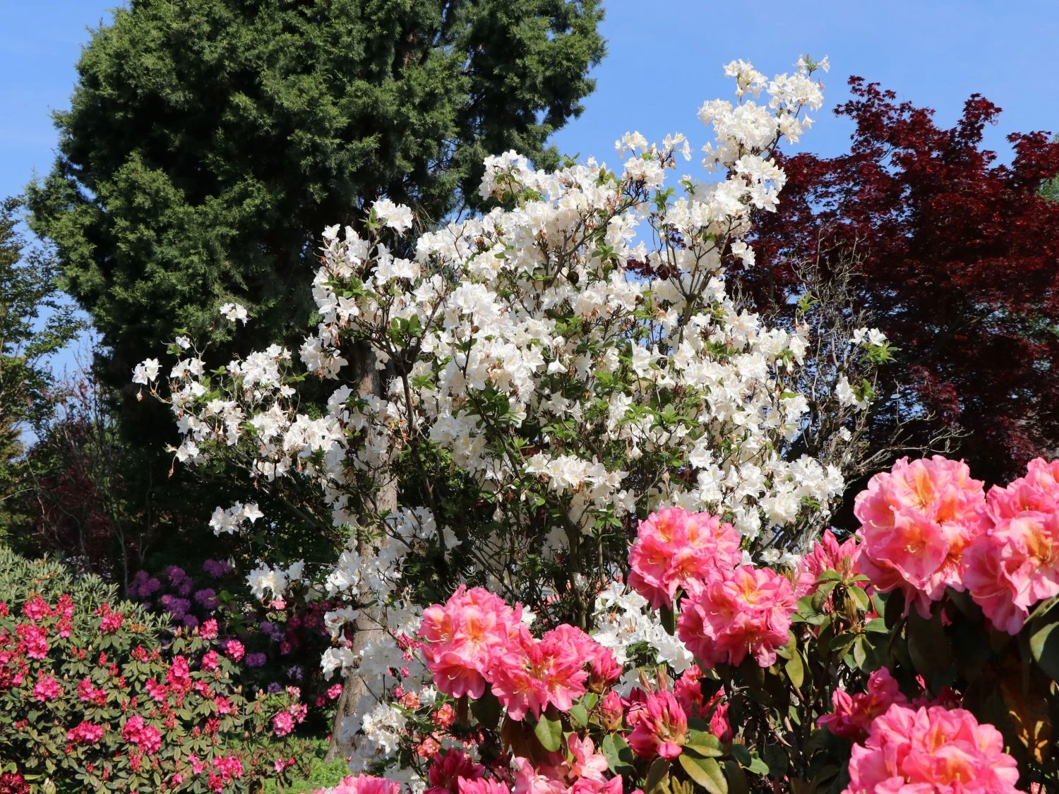 Laubabwerfende Azalee 'Oxydol' 4 Laubabwerfende Azalee 'Oxydol' – Bild 2