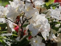 Laubabwerfende Azalee 'Oxydol' 10 Laubabwerfende Azalee 'Oxydol' -Günstiges Erd Seele Geschäft laubabwerfende azalee oxydol m006884 w 3