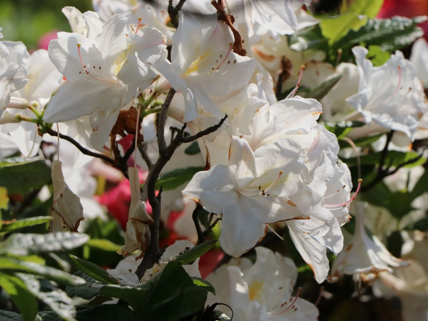 Laubabwerfende Azalee 'Oxydol' 5 Laubabwerfende Azalee 'Oxydol' – Bild 3