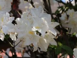 Laubabwerfende Azalee 'Oxydol' 13 Laubabwerfende Azalee 'Oxydol' -Günstiges Erd Seele Geschäft laubabwerfende azalee oxydol m006884 w 4
