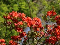 Laubabwerfende Azalee 'Parkfeuer' -Günstiges Erd Seele Geschäft laubabwerfende azalee parkfeuer m004180 w 0