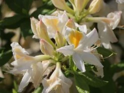 Laubabwerfende Azalee 'Persil' -Günstiges Erd Seele Geschäft laubabwerfende azalee persil m003052 w 0