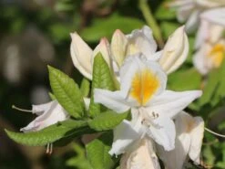 Laubabwerfende Azalee 'Persil' -Günstiges Erd Seele Geschäft laubabwerfende azalee persil m003052 w 1