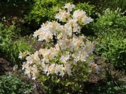 Laubabwerfende Azalee 'Persil' -Günstiges Erd Seele Geschäft laubabwerfende azalee persil m003052 w 2