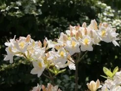 Laubabwerfende Azalee 'Persil' -Günstiges Erd Seele Geschäft laubabwerfende azalee persil m003052 w 4