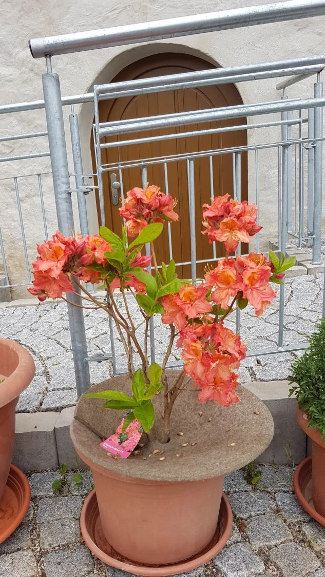 Laubabwerfende Azalee 'Sarina' 5 Laubabwerfende Azalee 'Sarina' – Bild 3