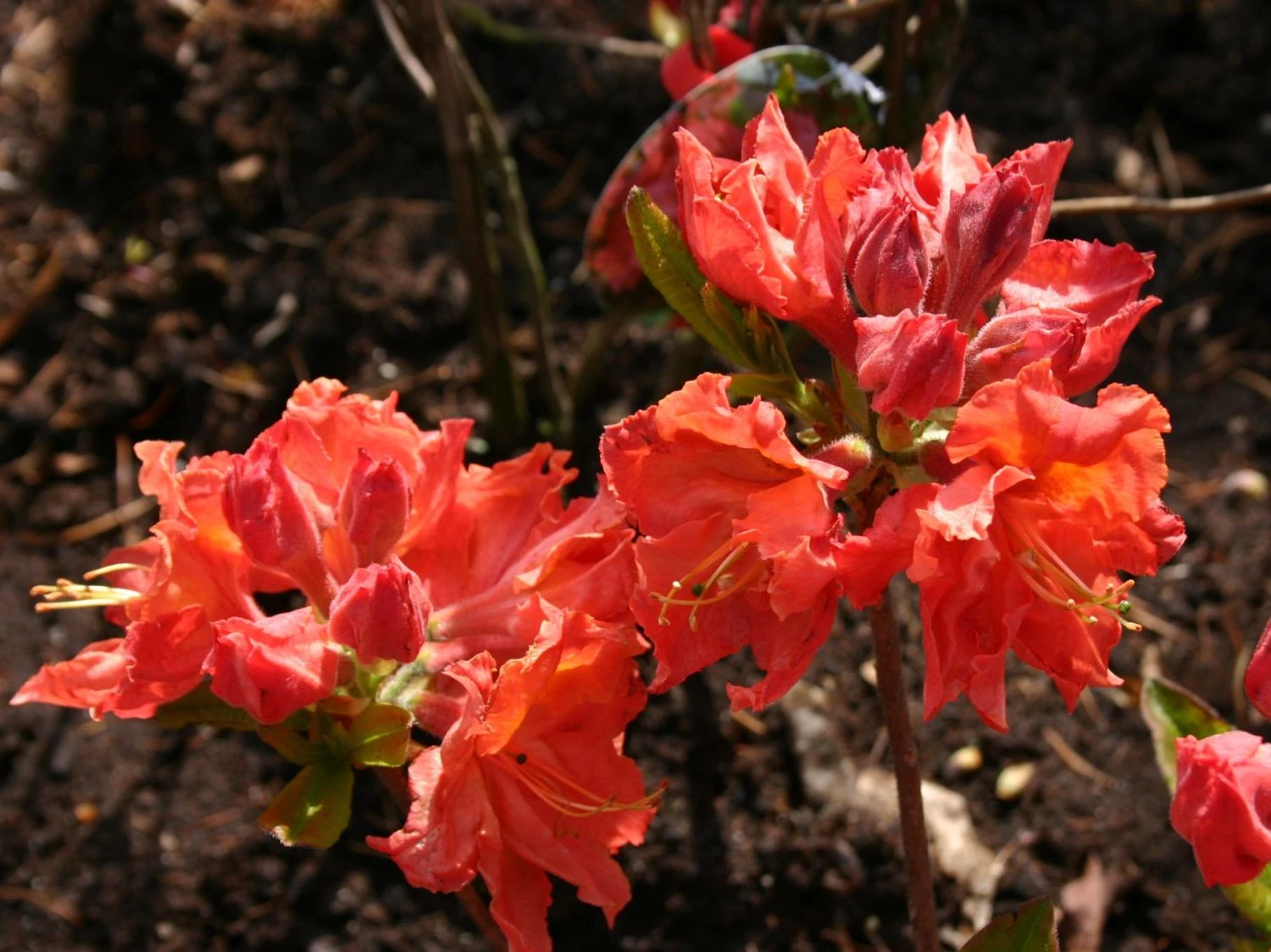 Laubabwerfende Azalee 'Sarina' 3 Laubabwerfende Azalee 'Sarina'