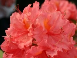 Laubabwerfende Azalee 'Sarina' 6 Laubabwerfende Azalee 'Sarina' -Günstiges Erd Seele Geschäft laubabwerfende azalee sarina m003342 w 0