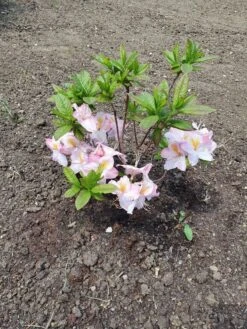 Laubabwerfende Azalee 'Satomi' 16 Laubabwerfende Azalee 'Satomi' -Günstiges Erd Seele Geschäft laubabwerfende azalee satomi m004184 193676 1