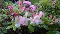 Laubabwerfende Azalee 'Satomi' 17 Laubabwerfende Azalee 'Satomi' -Günstiges Erd Seele Geschäft laubabwerfende azalee satomi m004184 80497 0