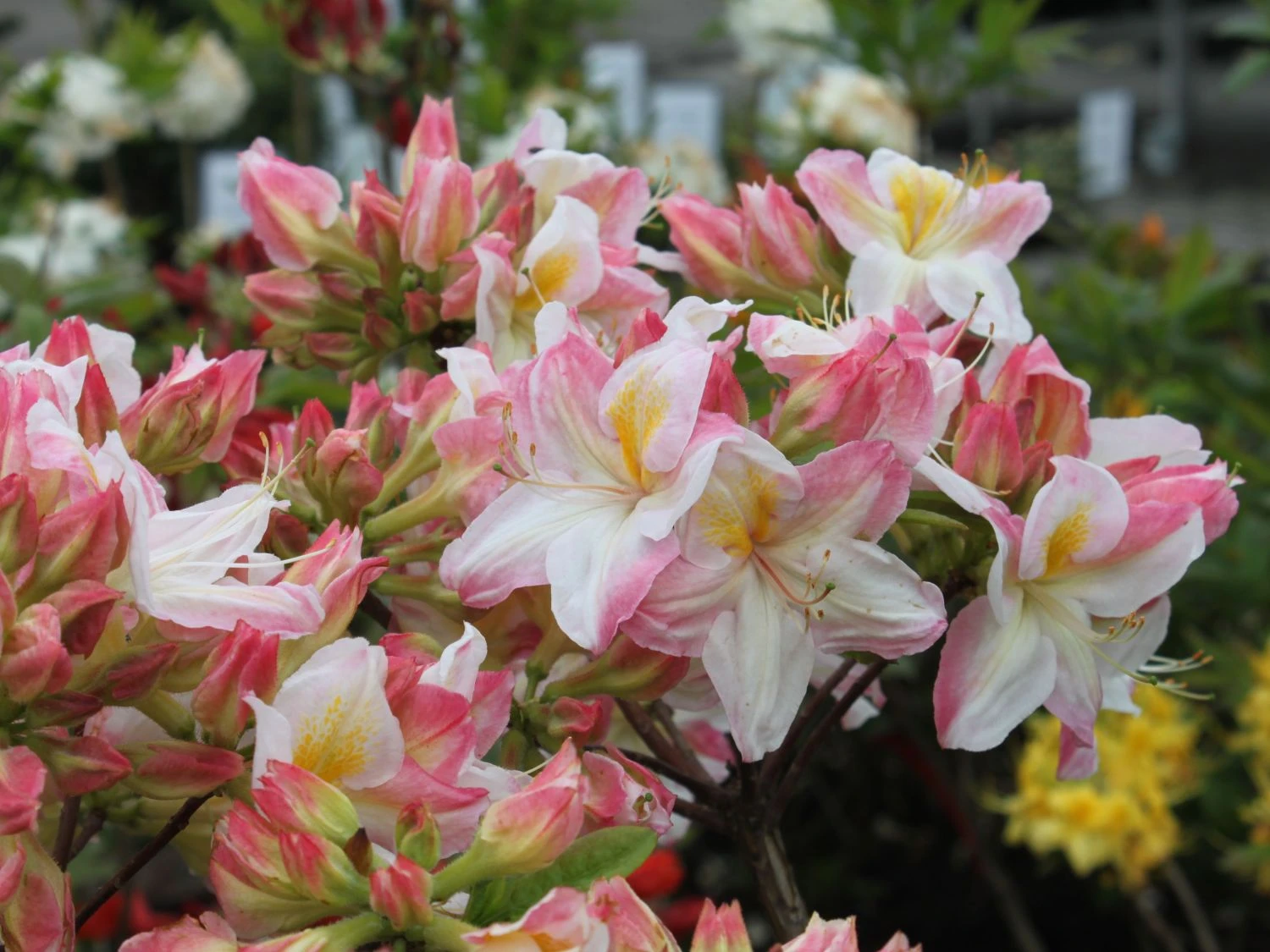 Laubabwerfende Azalee 'Satomi' 4 Laubabwerfende Azalee 'Satomi' – Bild 2