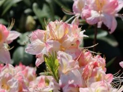 Laubabwerfende Azalee 'Satomi' 14 Laubabwerfende Azalee 'Satomi' -Günstiges Erd Seele Geschäft laubabwerfende azalee satomi m004184 w 1