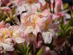 Laubabwerfende Azalee 'Satomi' 12 Laubabwerfende Azalee 'Satomi' -Günstiges Erd Seele Geschäft laubabwerfende azalee satomi m004184 w 2