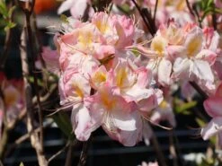 Laubabwerfende Azalee 'Satomi' 13 Laubabwerfende Azalee 'Satomi' -Günstiges Erd Seele Geschäft laubabwerfende azalee satomi m004184 w 3