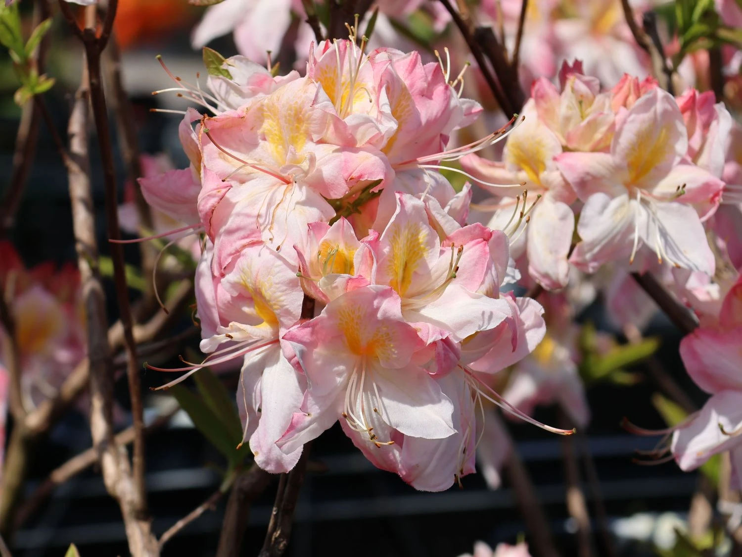 Laubabwerfende Azalee 'Satomi' 6 Laubabwerfende Azalee 'Satomi' – Bild 4