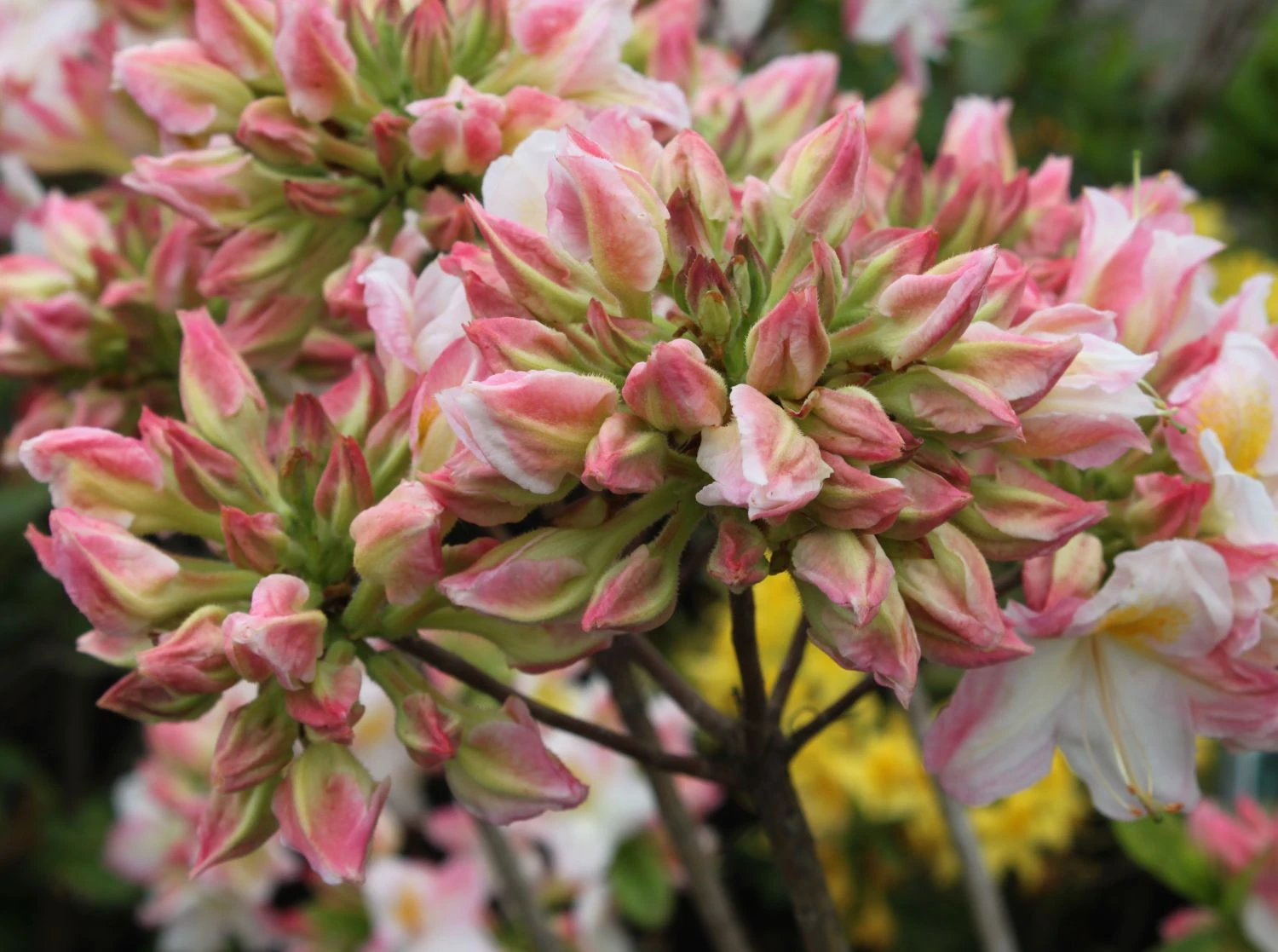 Laubabwerfende Azalee 'Satomi' 8 Laubabwerfende Azalee 'Satomi' – Bild 6