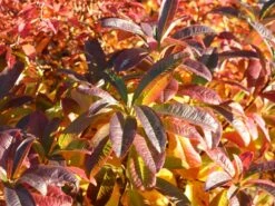 Laubabwerfende Azalee 'Schneegold' -Günstiges Erd Seele Geschäft laubabwerfende azalee schneegold m003344 w 0