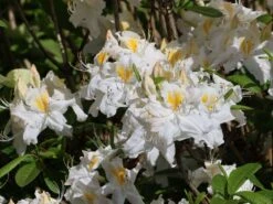 Laubabwerfende Azalee 'Schneegold' -Günstiges Erd Seele Geschäft laubabwerfende azalee schneegold m003344 w 2