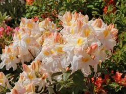 Laubabwerfende Azalee 'Schneegold' -Günstiges Erd Seele Geschäft laubabwerfende azalee schneegold m003344 w 3