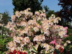 Laubabwerfende Azalee 'Schneegold' -Günstiges Erd Seele Geschäft laubabwerfende azalee schneegold m003344 w 4