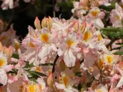 Laubabwerfende Azalee 'Schneegold' -Günstiges Erd Seele Geschäft laubabwerfende azalee schneegold m003344 w 5