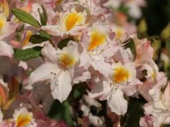 Laubabwerfende Azalee 'Schneegold' -Günstiges Erd Seele Geschäft laubabwerfende azalee schneegold m003344 w 6