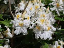 Laubabwerfende Azalee 'Schneegold' -Günstiges Erd Seele Geschäft laubabwerfende azalee schneegold m003344 w 7