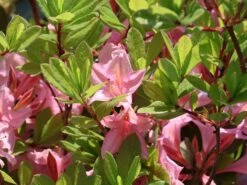 Laubabwerfende Azalee 'Soir De Paris' -Günstiges Erd Seele Geschäft laubabwerfende azalee soir de paris m004186 w 1