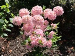 Laubabwerfende Azalee 'Soir De Paris' -Günstiges Erd Seele Geschäft laubabwerfende azalee soir de paris m004186 w 2