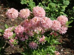 Laubabwerfende Azalee 'Soir De Paris' -Günstiges Erd Seele Geschäft laubabwerfende azalee soir de paris m004186 w 3