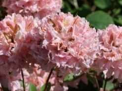 Laubabwerfende Azalee 'Soir De Paris' -Günstiges Erd Seele Geschäft laubabwerfende azalee soir de paris m004186 w 4