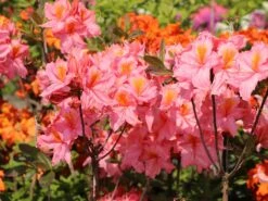 Laubabwerfende Azalee 'Stefanie' -Günstiges Erd Seele Geschäft laubabwerfende azalee stefanie m004188 w 0