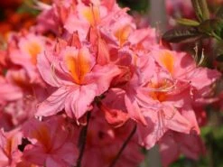 Laubabwerfende Azalee 'Stefanie' -Günstiges Erd Seele Geschäft laubabwerfende azalee stefanie m004188 w 1