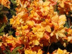 Laubabwerfende Azalee 'Sunte Nectarine' -Günstiges Erd Seele Geschäft laubabwerfende azalee sunte nectarine m003346 w 1