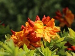 Laubabwerfende Azalee 'Sunte Nectarine' -Günstiges Erd Seele Geschäft laubabwerfende azalee sunte nectarine m003346 w 3